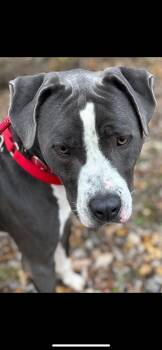 Rescue Mixed Breed and Pit Bull Terrier Dogs for Adoption in Warren, Ohio - Carter | PetCurious