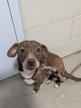 Dachshund and Chihuahua Dogs Available for Adoption in Dayton, Ohio - MOLLY | PetCurious