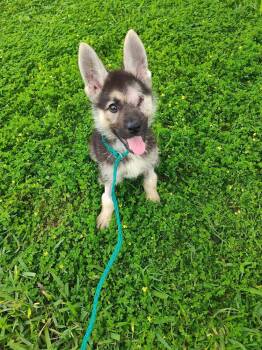 Shepherd Dogs Available for Adoption in New York, New York - Winnie (TX) | PetCurious
