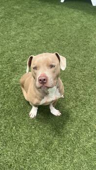 Pit Bull Terrier Dogs Available for Adoption in Eagle, Idaho - Sebastian --Courtesy Post. Out Of Town Pet. See Below For Detail | PetCurious