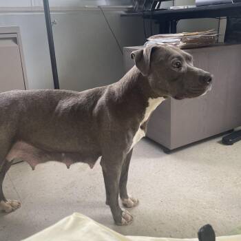 Pit Bull Terrier Dogs Available for Adoption in Austin, Texas - Vogue | PetCurious