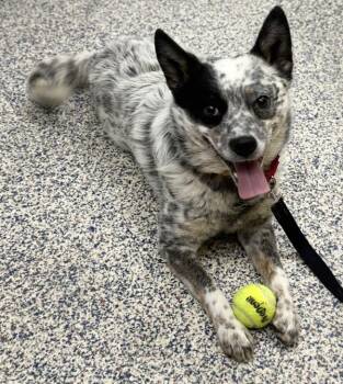 Trigger -  Australian Cattle Dog Blue Heeler Dog Available for Adoption in Golden, Colorado - Trigger | PetCurious