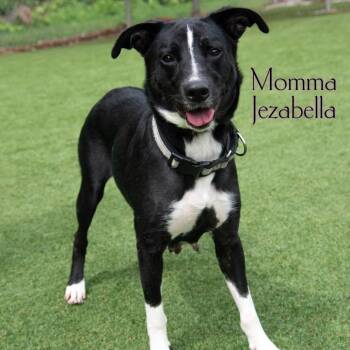 Momma Jezabella -  Mixed Breed Dog for Adoption in Parkersburg, West Virginia - Momma Jezabella | PetCurious