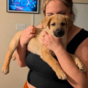 Shepherd and Husky Dogs Available for Adoption in Austin, Texas - Maverik | PetCurious