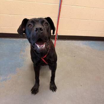 FREYA -  Mixed Breed Dog for Adoption in Memphis, Tennessee - FREYA | PetCurious