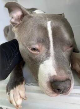A658882 -  Pit Bull Terrier Dog for Adoption in Houston, Texas - A658882 | PetCurious