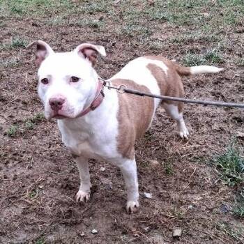Pit Bull Terrier Dogs Available for Adoption - Luna | PetCurious
