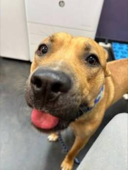 Mixed Breed Dogs Available for Adoption in Memphis, Tennessee - Floyd | PetCurious