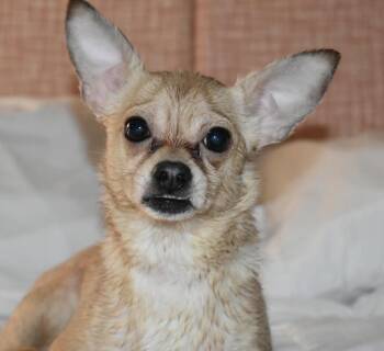 Chihuahua Dogs Available for Adoption in Vancouver, Washington - Biscuit | PetCurious