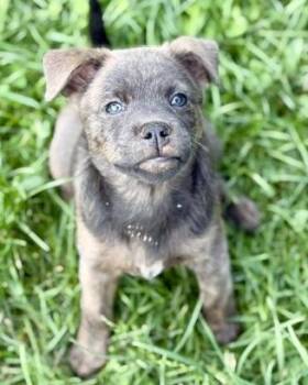Kandy -  Australian Shepherd and Mixed Breed Dog Available for Adoption in Malvern, Pennsylvania - Kandy | PetCurious