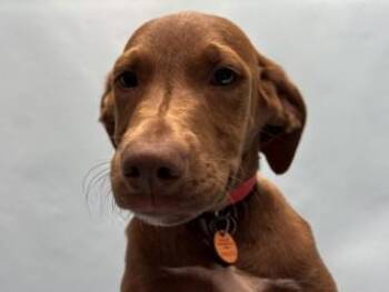 Cash -  Plott Hound and Mixed Breed Dog for Adoption in Minneapolis, Minnesota - Cash | PetCurious