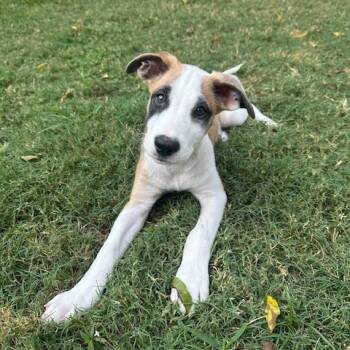 Rescue Labrador Retriever and Hound Dogs for Adoption in Houston, Texas - Spotty | PetCurious