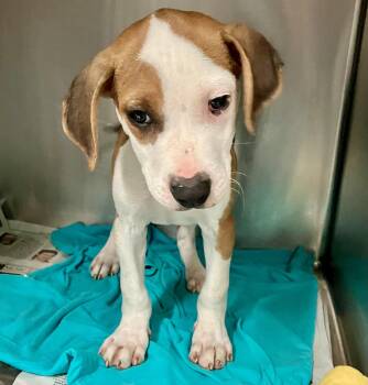 Gordon -  Beagle Dog for Adoption in Parma, Ohio - Gordon | PetCurious