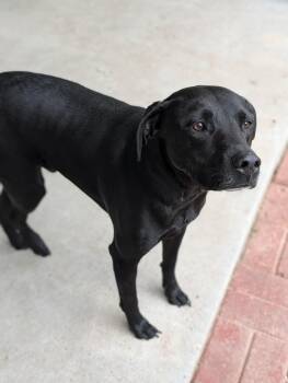 Slate -  Labrador Retriever Dog for Adoption in Baton Rouge, Louisiana - Slate | PetCurious