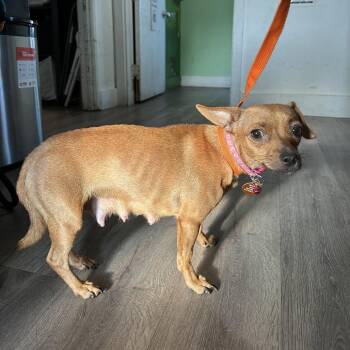Momma Ember -  Chihuahua Dog for Adoption in Tampa, Florida - Momma Ember | PetCurious