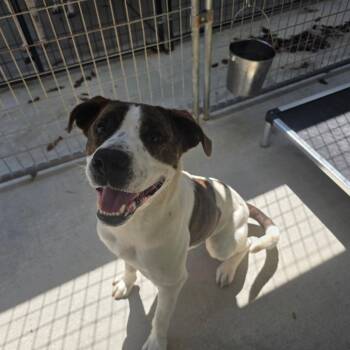 Valentino (HW+) -  Hound and Mixed Breed Dog for Adoption in Marble, North Carolina - Valentino (HW+) | PetCurious