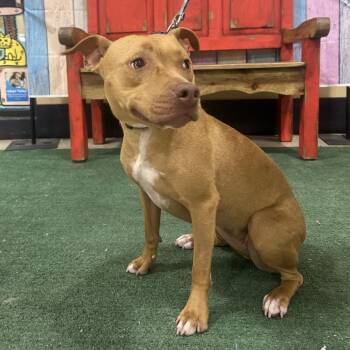 Pit Bull Terrier and Mixed Breed Dogs Available for Adoption in Midland, Texas - Diva | PetCurious
