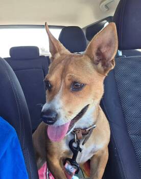 Jolene -  Jack Russell Terrier and Chiweenie Dog for Adoption in Oakdale, California - Jolene | PetCurious