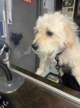 MONIE -  Poodle and Mixed Breed Dog for Adoption in Stockton, California - MONIE | PetCurious