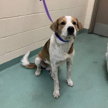 Rescue Mixed Breed Dogs for Adoption in Memphis, Tennessee - Rooster | PetCurious