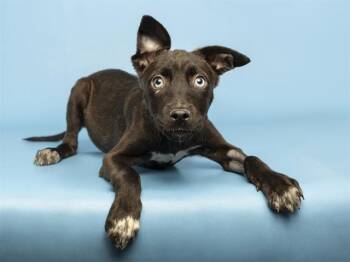 Labrador Retriever and Mixed Breed Dogs Available for Adoption in Phoenix, Arizona - ROSE | PetCurious