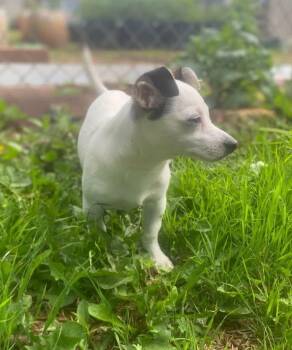 Chihuahua and Dachshund Dogs Available for Adoption in Shawnee, Oklahoma - Odie | PetCurious