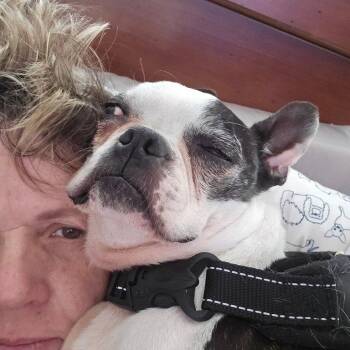 Boston Terrier Dogs Available for Adoption - CORKY | PetCurious