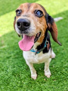 Beagle Dogs Available for Adoption in Odessa, Florida - Thelma III | PetCurious