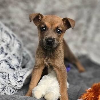 German Shepherd Dog Dogs Available for Adoption - Janet | PetCurious