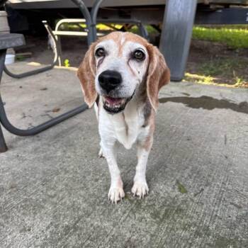 Sue -  Beagle Dog for Adoption in Baton Rouge, Louisiana - Sue | PetCurious