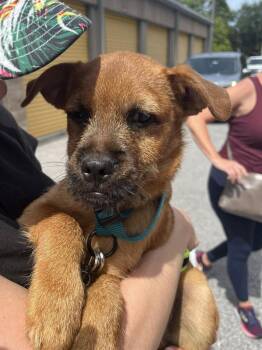 Rescue Terrier and Mixed Breed Dogs for Adoption in Orlando, Florida - Oscar | PetCurious
