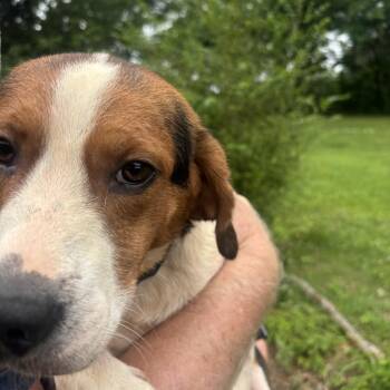 LL -  Beagle Dog for Adoption in Birmingham, Alabama - LL | PetCurious