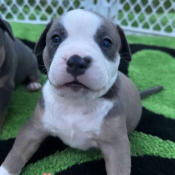 Harvey -  Pit Bull Terrier and Mixed Breed Dog for Adoption in Griswold, Connecticut - Harvey | PetCurious