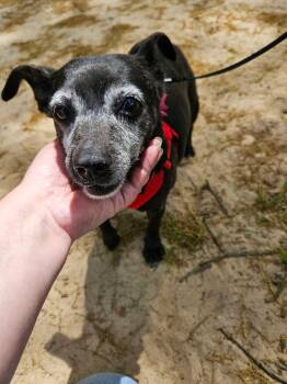 Chihuahua and Terrier Dogs Available for Adoption in Buford, Georgia - Penelope - Sweet Little Turnkey Senior! | PetCurious