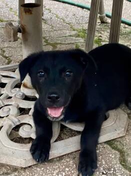 Tulla -  Labrador Retriever Dog for Adoption in Barnhart, Missouri - Tulla | PetCurious