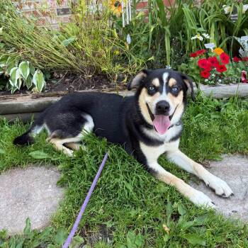 Chip -  Mixed Breed Dog for Adoption in Olean, New York - Chip | PetCurious