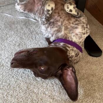Belle Bottom -  Mixed Breed and None Dog for Adoption in Dekalb, Illinois - Belle Bottom | PetCurious