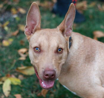 Rescue Carolina Dog and Terrier Dogs for Adoption in Skyline, Minnesota - Awesome | PetCurious