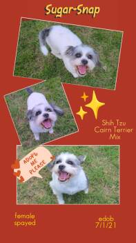 Shih Tzu Dogs Available for Adoption in Missouri City, Texas - Sugar-Snap SL13968-Thw | PetCurious