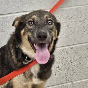 Josie -  Pit Bull Terrier and Mixed Breed Dog for Adoption in Evansville, Indiana - Josie | PetCurious