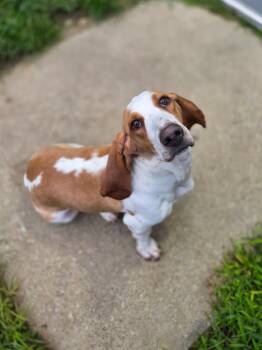 Cooper (Aug2026) -  Basset Hound Dog for Adoption in Brookville, Ohio - Cooper (Aug2026) | PetCurious