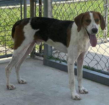 Theodore -  Treeing Walker Coonhound Dog for Adoption in Burgaw, North Carolina - Theodore | PetCurious