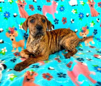 Jaguar -  Mixed Breed Dog for Adoption in Taycheedah, Wisconsin - Jaguar | PetCurious
