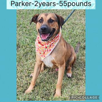 Rescue Mixed Breed Dogs for Adoption in New Iberia, Louisiana - Parker | PetCurious