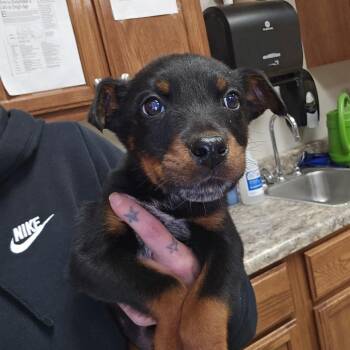 Mixed Breed Dogs Available for Adoption in Walker, Michigan - Lennon | PetCurious