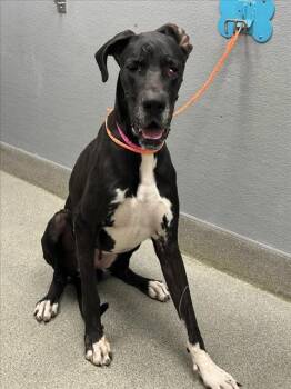 SLOAN -  Great Dane Dog for Adoption in Las Vegas, Nevada - SLOAN | PetCurious