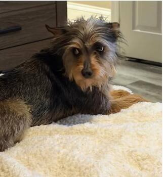 Evie -  Australian Shepherd Dog Available for Adoption in Granbury, Texas - Evie | PetCurious