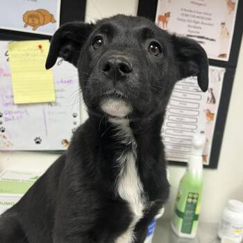 Anatolian Shepherd and Retriever Dogs Available for Adoption - Walter | PetCurious