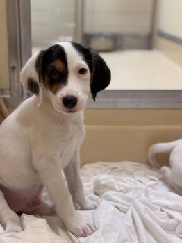 Hound Dogs Available for Adoption in Pawleys Island, South Carolina - Ketchup | PetCurious