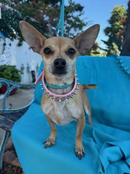 Rescue Chihuahua Dogs for Adoption in Newport Beach, California - Wrigley | PetCurious